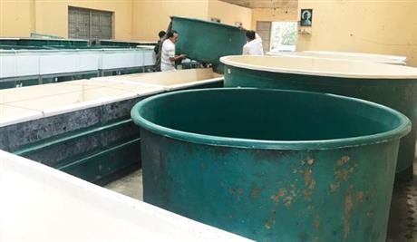 Nuôi lươn không bùn bằng công nghệ tuần hoàn